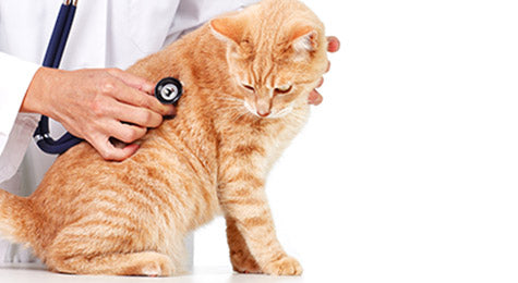 Critical Pet Needs